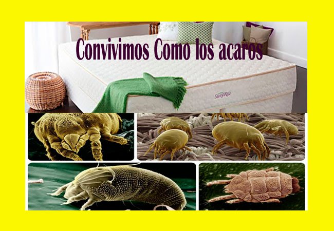 limpieza y desinfeccion de colchones